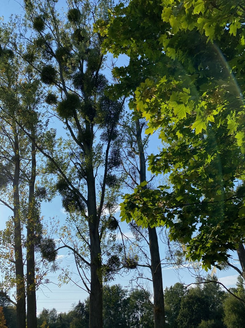 Golfclub Bad Salzdetfurth-Hildesheim e. V. in Bad Salzdetfurth